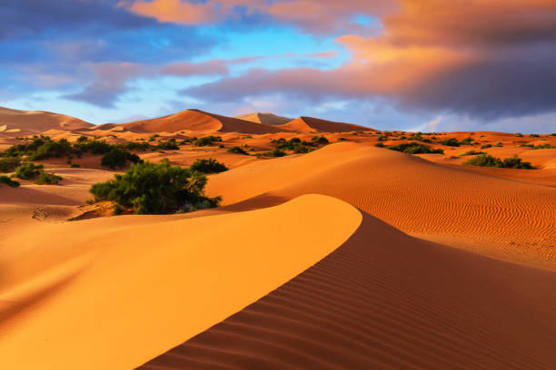 A line of camels silhouetted against a brilliant orange desert sunset.